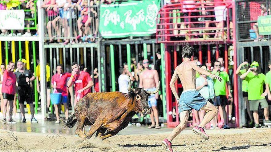 Los taurinos exigen que regrese el  ‘bou’ para que la fiesta «sobreviva»