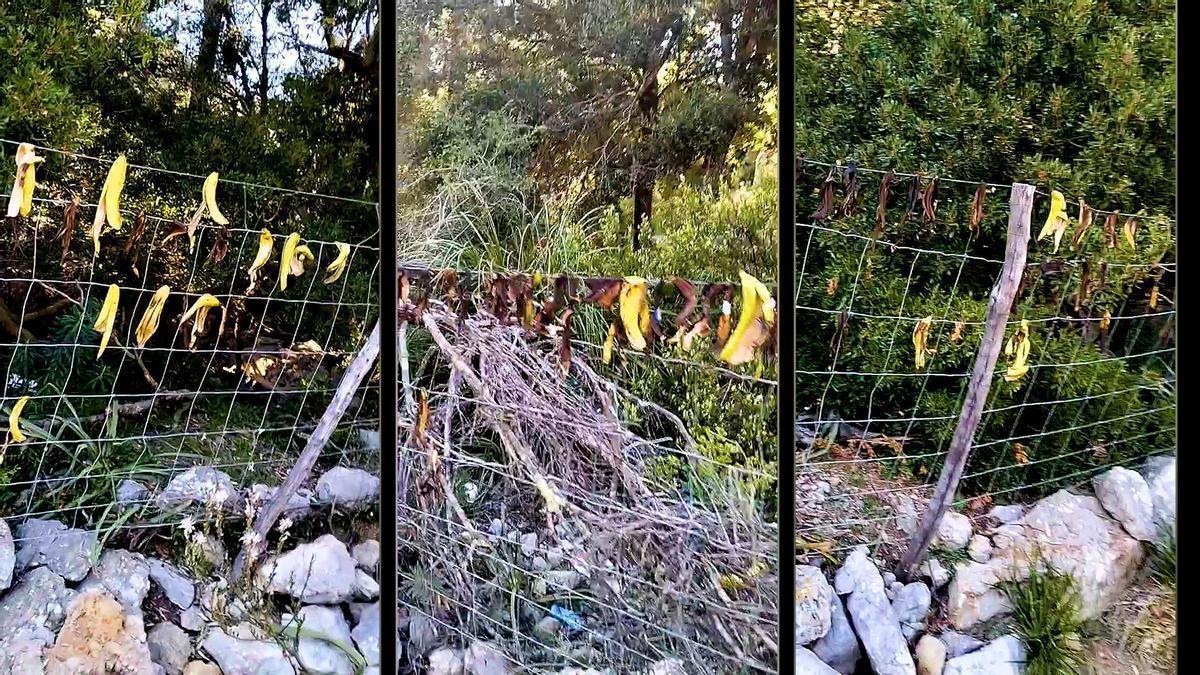 VÍDEO | Incivismo ciclista convertido en “tradición”: colgar pieles de plátano en las alambradas de la Serra