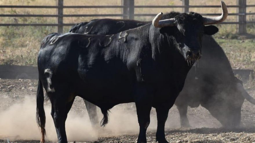 Los toros de Zalduendo que correrán en el encierro de las fiestas del Roser de Almassora