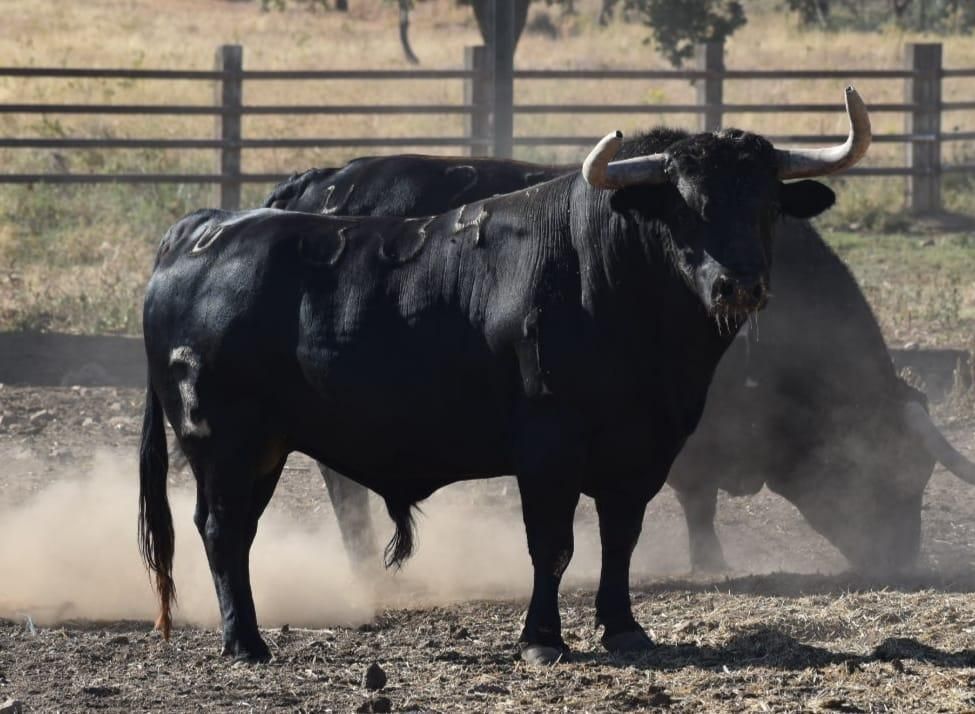 Los toros de Zalduendo que correrán en el encierro de las fiestas del Roser de Almassora