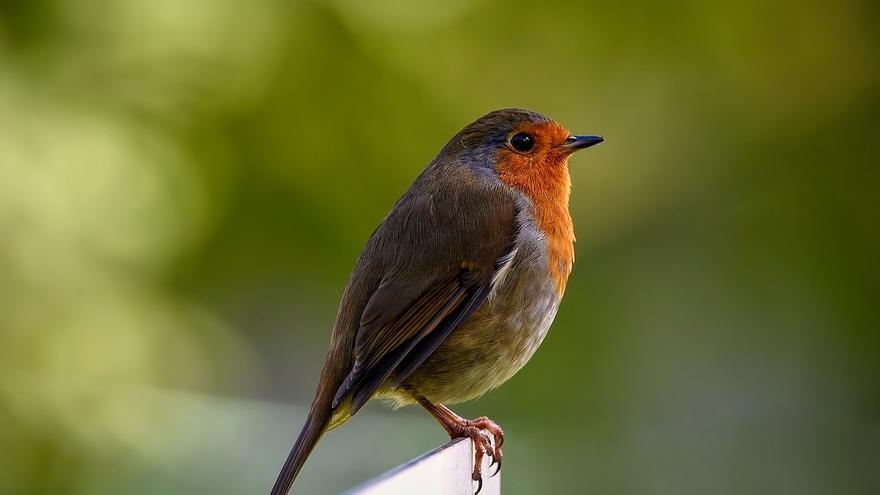 Una jornada impulsa las cajas nido en Xàtiva para favorecer el hábitat de los pájaros