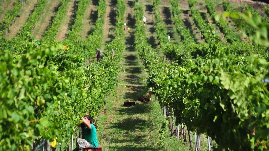 Casi el 50% de los concellos gallegos tienen viñedos