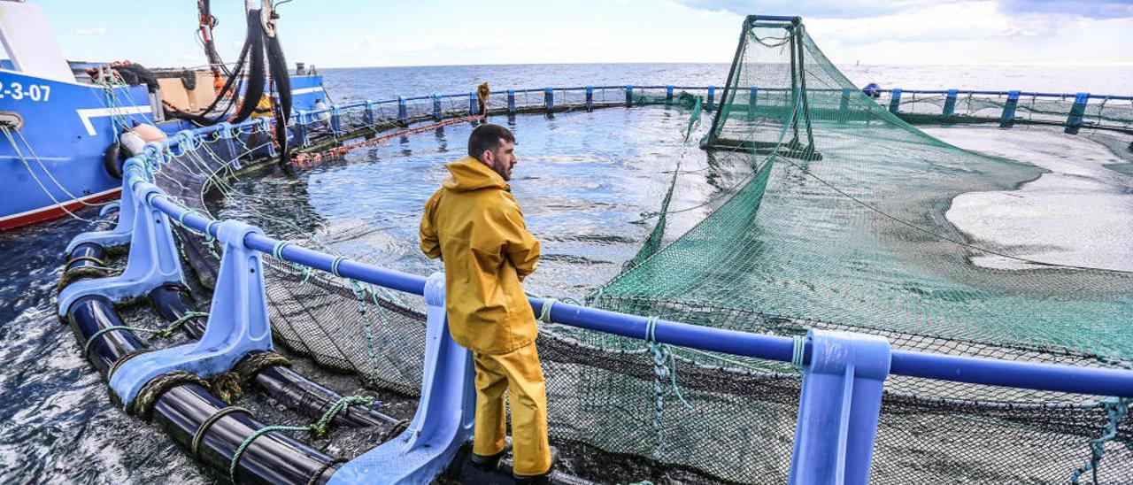 La primera granja marina de Torrevieja contempla una inversión de 9,4 millones