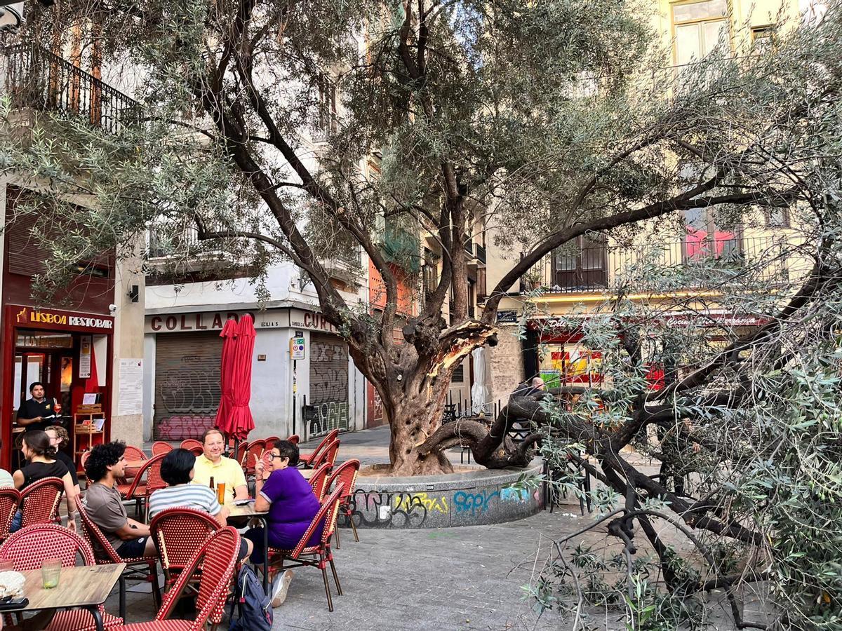 Vecinos y hosteleros de la plaza del Doctor Collado alertan del estado del primer olivo de València