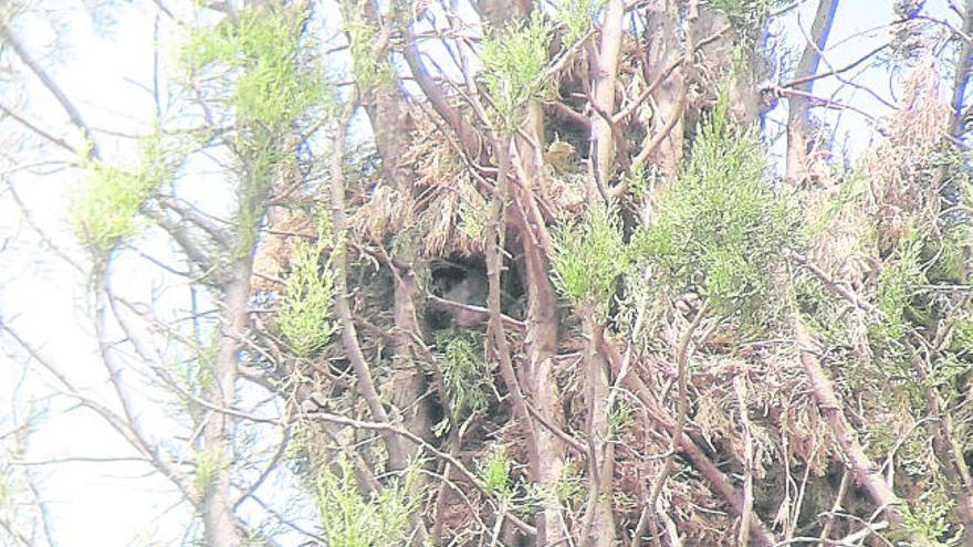Un dels nius de rata negra que es poden veure en un dels arbres de la finca de Cal Figueras de Sant Fruitós