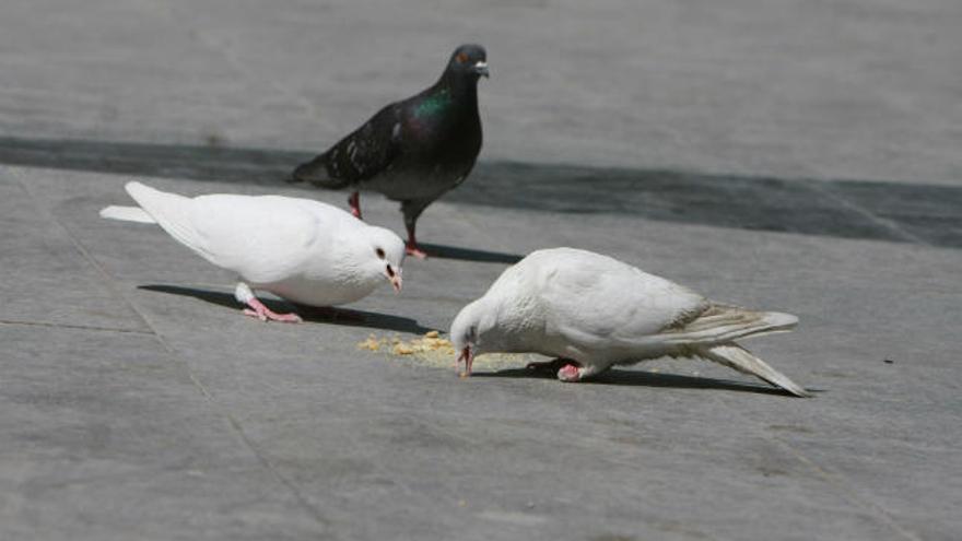 Alicante reducirá el número de palomas en un 40%