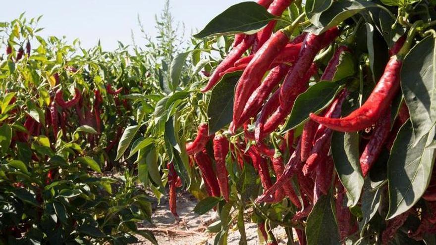 Producción récord de pimentón en Cáceres en 1940: más de 8 millones de kilos