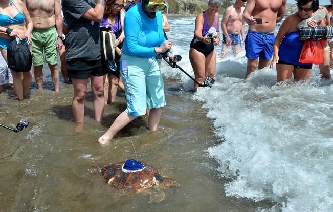 18/03/2016 PLAYA DEL INGLES, SAN BARTOLOME DE TIRAJANA. Suelta de tortugas bobas en Playa del Ingles. Foto: SANTI BLANCO