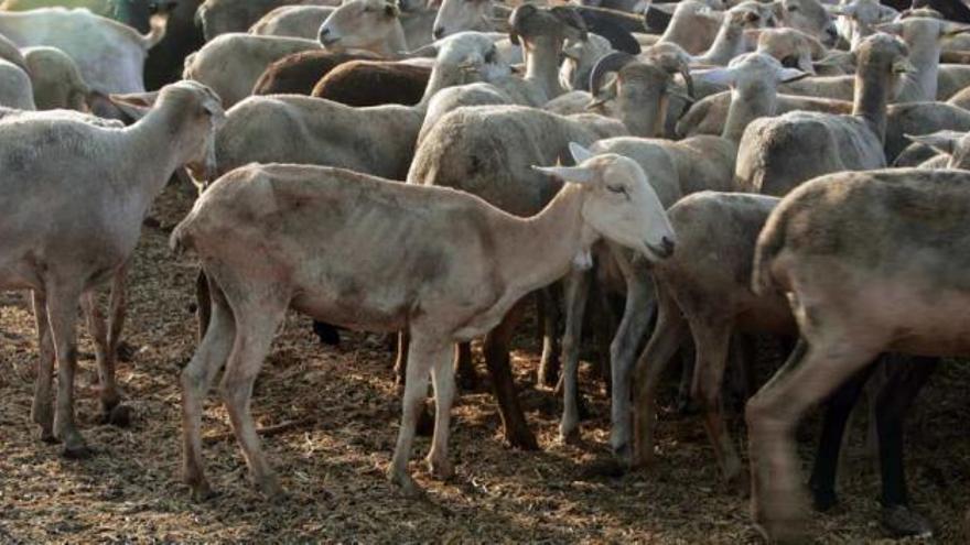 En primer plano, una de las ovejas intoxicadas tras ingerir comida afectada por productos fitosanitarios en el campo de Elche.