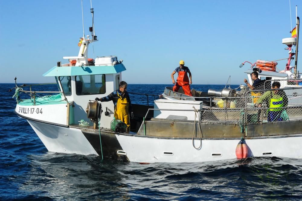 El pulpo, esquivo en Arousa