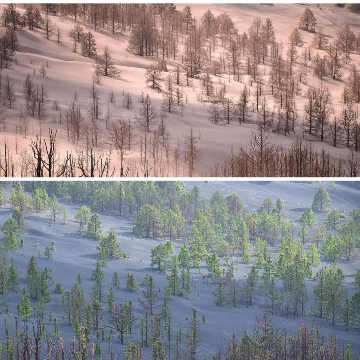 Comparativa de un grupo de pinos canario durante la erupción y en la actualidad.