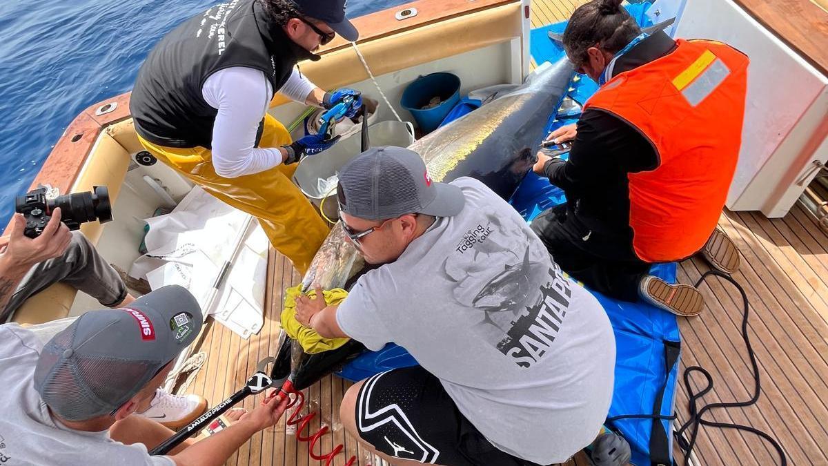 Investigadores franceses marcan ejemplares de atunes en Santa Pola para estudiarlos