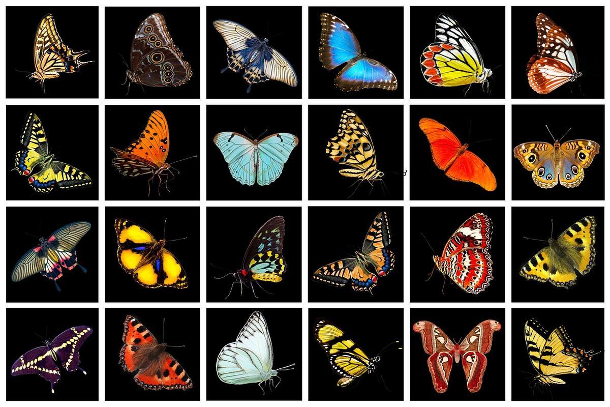 Diferentes especies de mariposa.