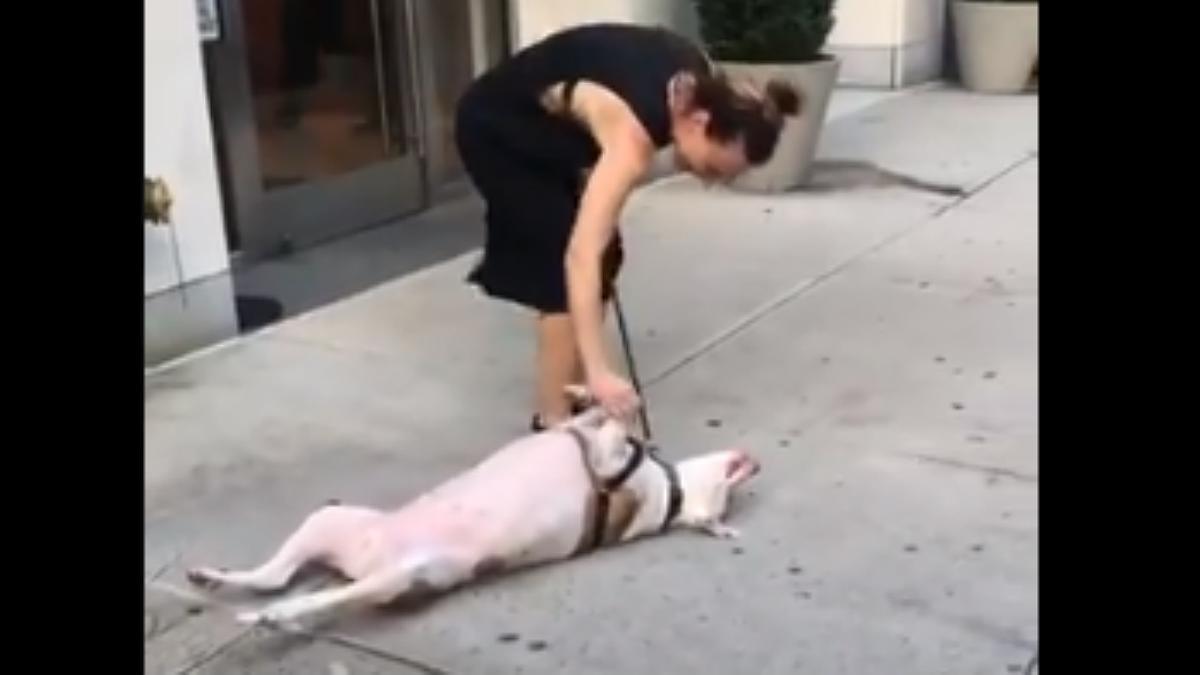 El perro terco que se niega a pasear se ha vuelto viral