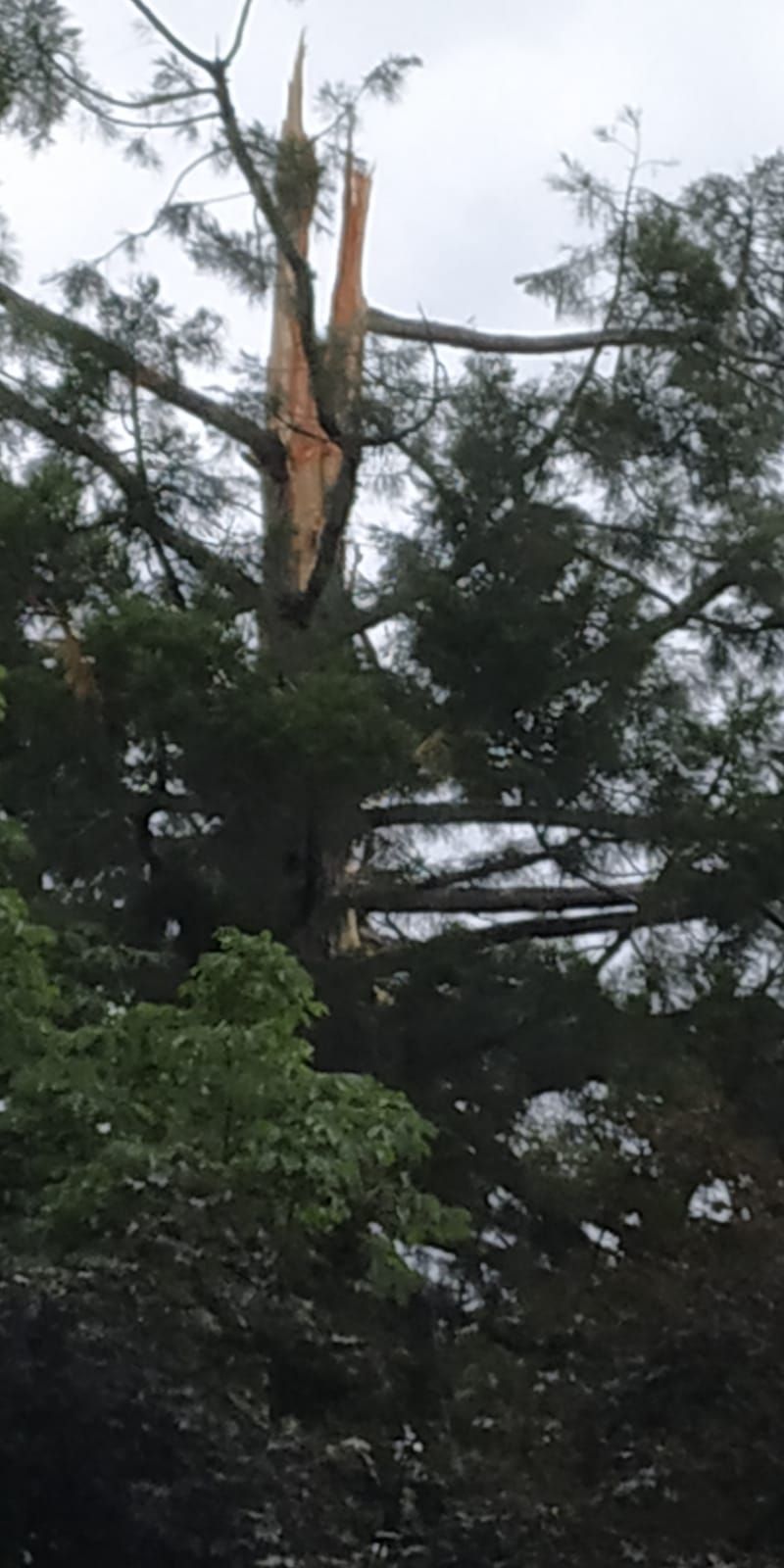 Un llamp trenca una sequoia centenària a Sant Joan de les Abadesses