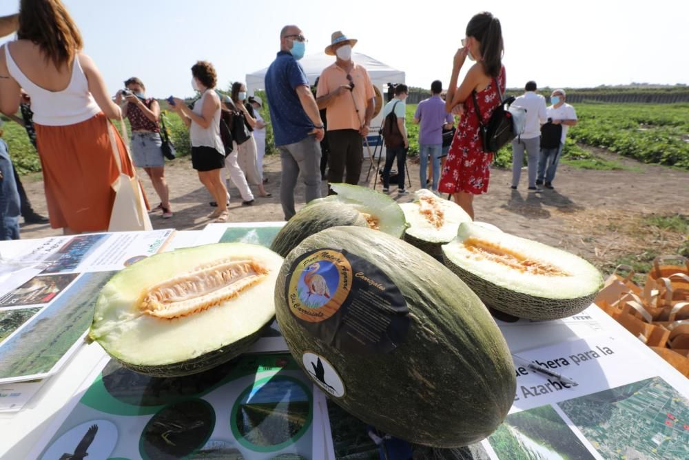 Un momento del corte del primer melón, hoy en la partida ilicitana de Carrizales