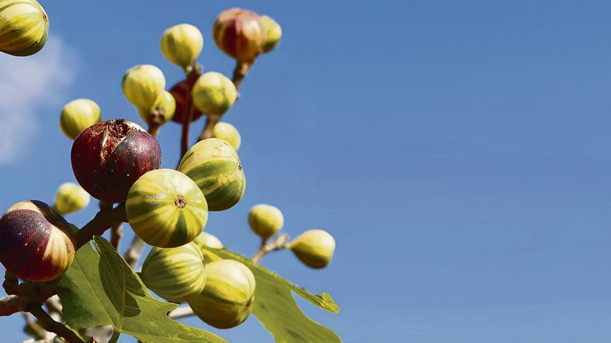 Mallorcas-s-e-S-nde-Diese-Frucht-sollten-Sie-auf-jeden-Fall-direkt-von-der-Insel-genie-en