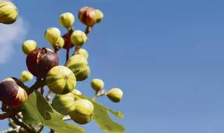 Mallorcas süße Sünde: Diese Frucht sollten Sie auf jeden Fall direkt von der Insel genießen