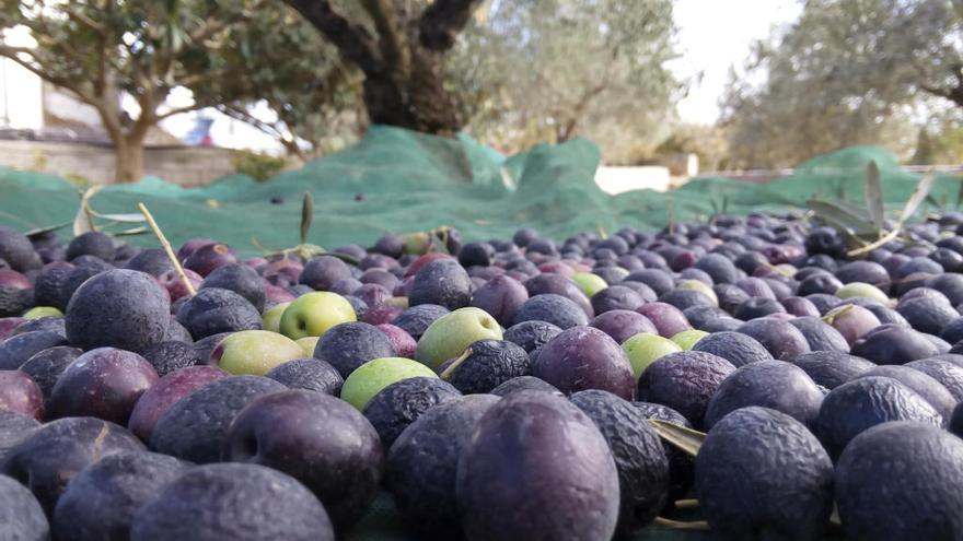 La escasez de lluvias eleva al 75% el desplome de la cosecha de olivas