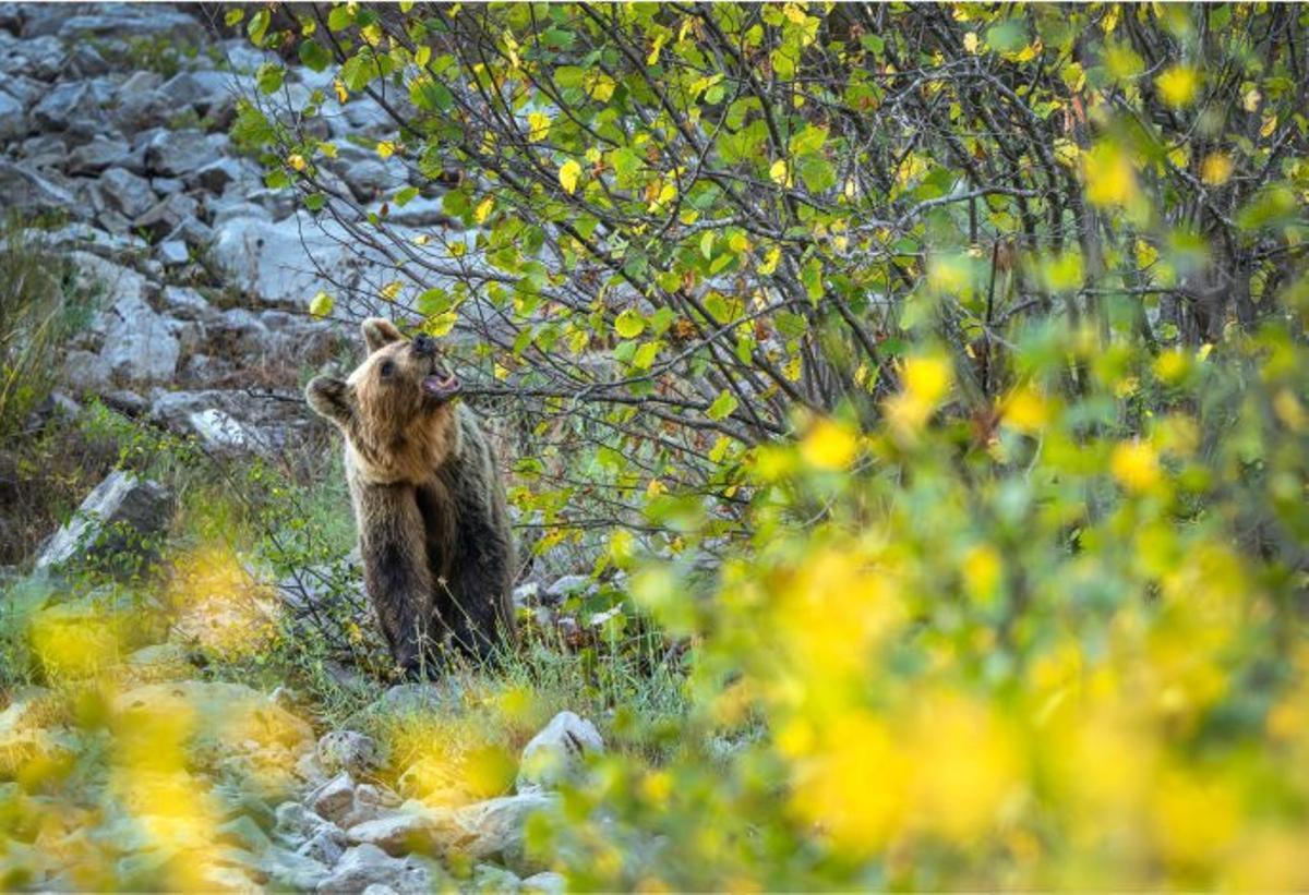 Somiedo, el concejo que retrata a los osos