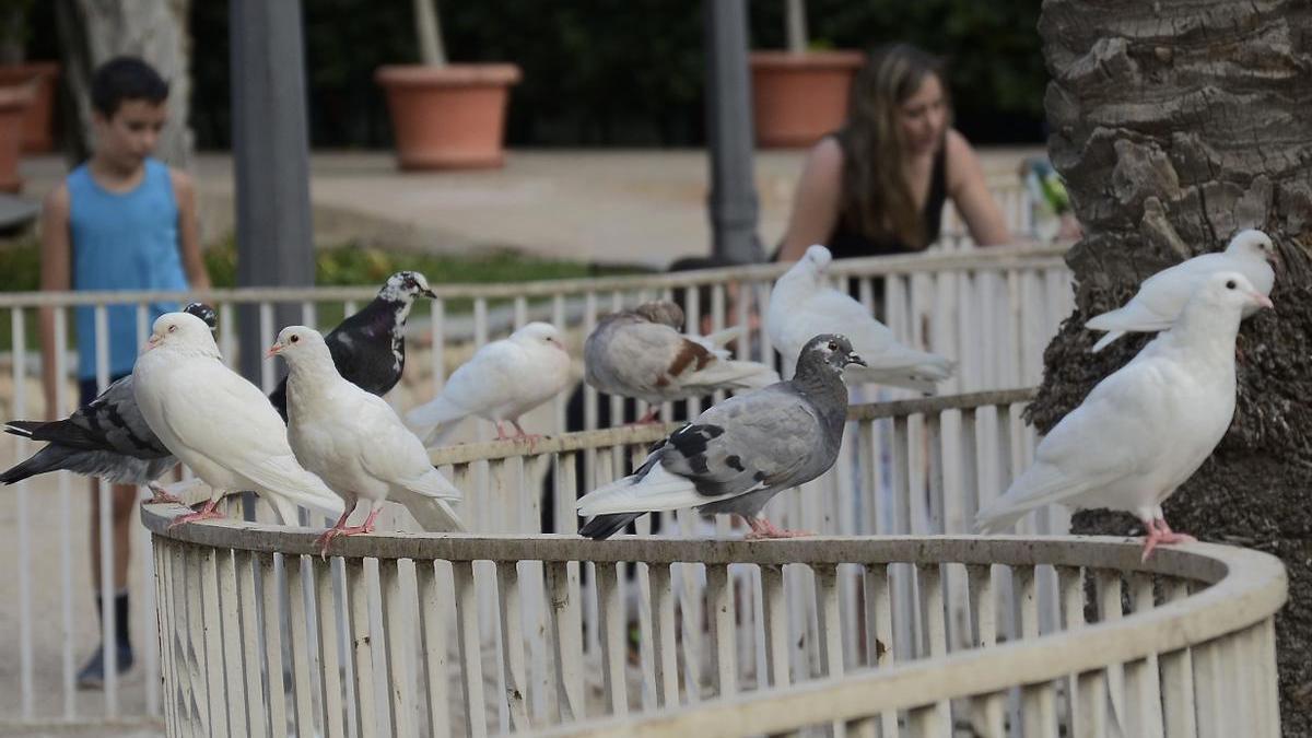 Palomas en el Parque Municipal de Elche