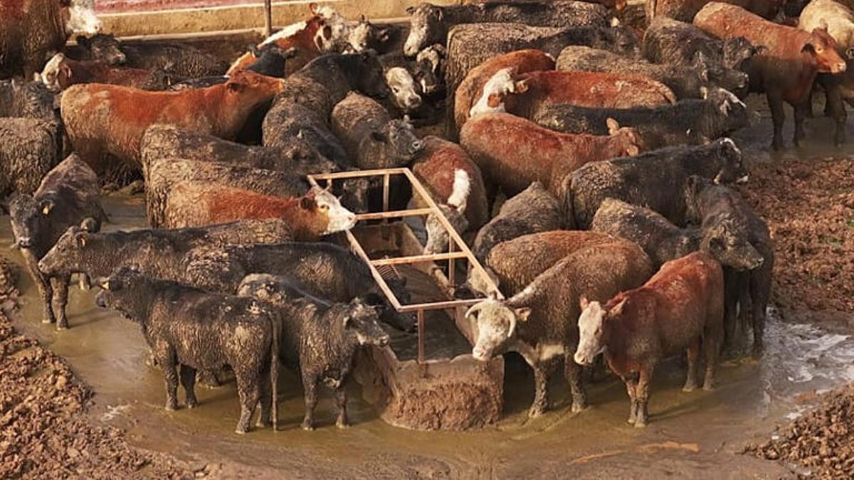 Imagen de una granja industrial brasileña