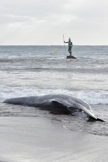 02-02-2019 TELDE. Cachalote muerto varado en la playa de Melenara. Fotógrafo: ANDRES CRUZ