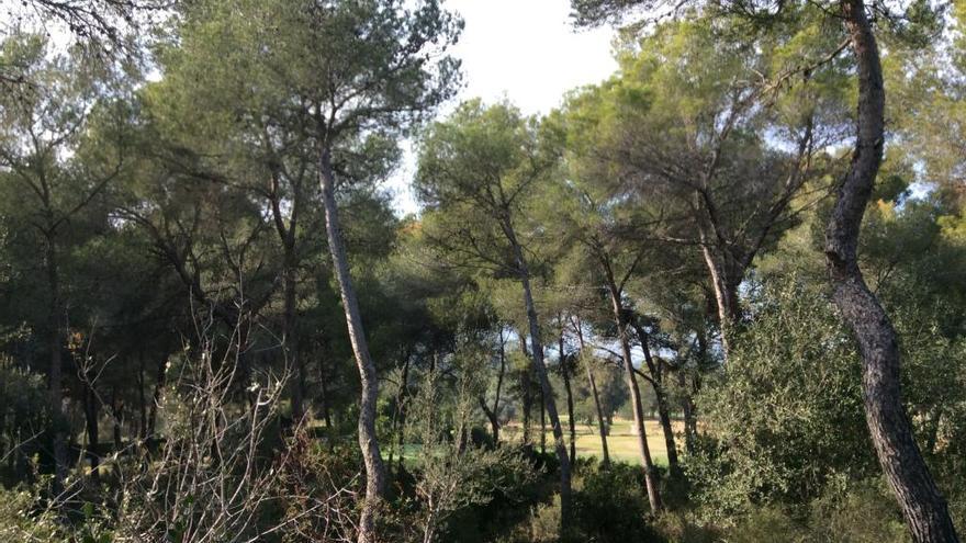 Un matrimonio francés lega a Jesús Pobre un bosque de 20.000 m2