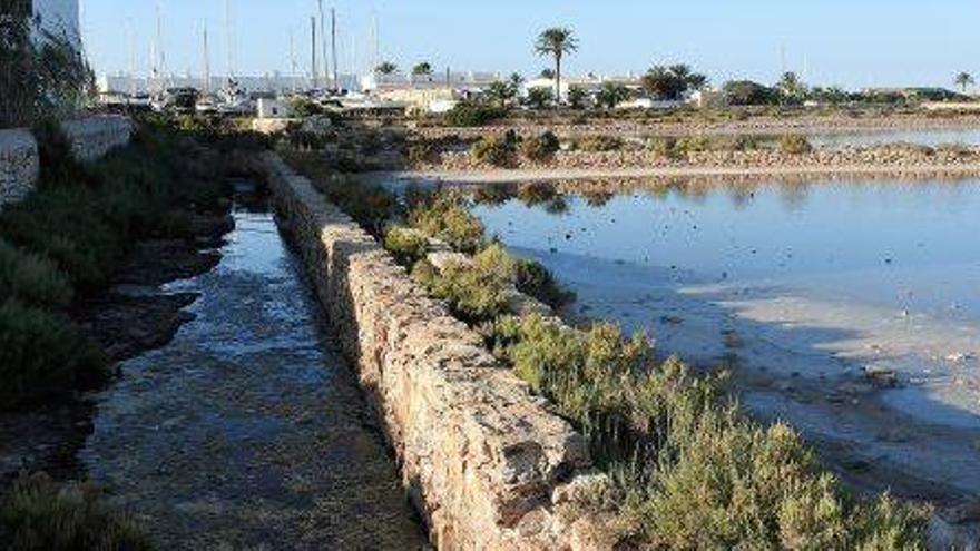 Las zonas con agua estancada son el hábitat preferido de los insectos.