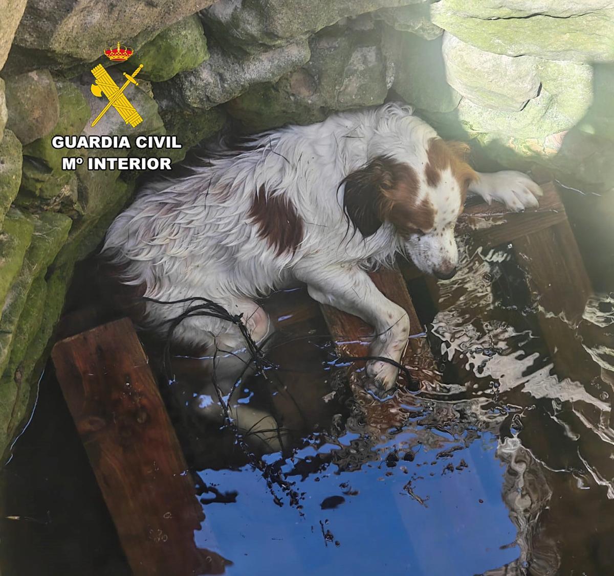 El perro de raza bretona nada más ser rescatado del pozo de Sant Joan.