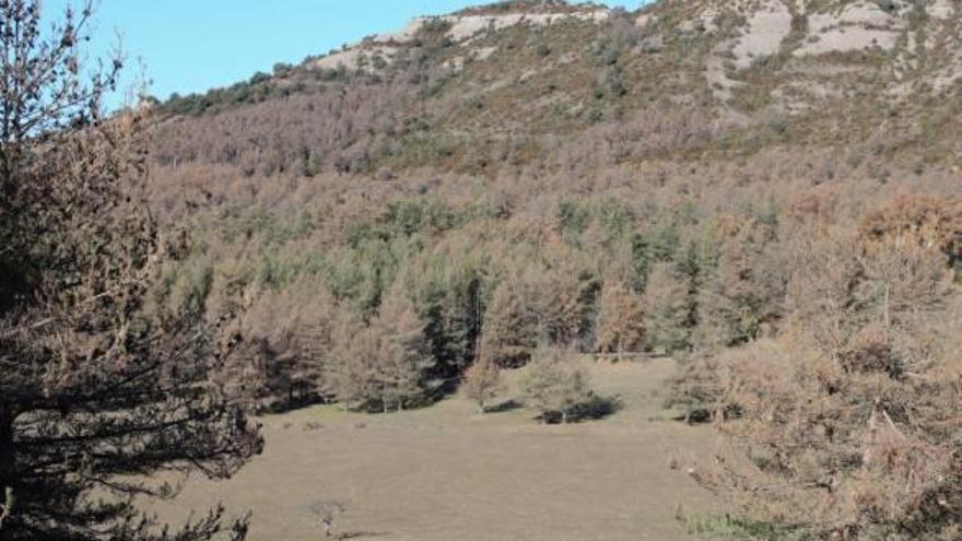 Boscos de Busa, a Navès, afectats per la plaga