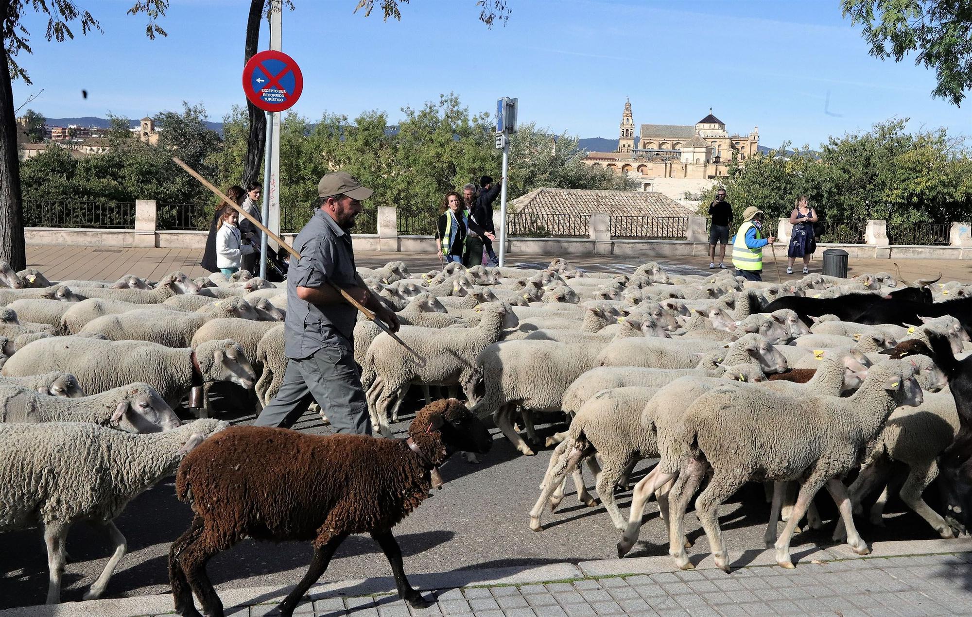 Trashumancia: Un rebaño de ovejas por la Calahorra