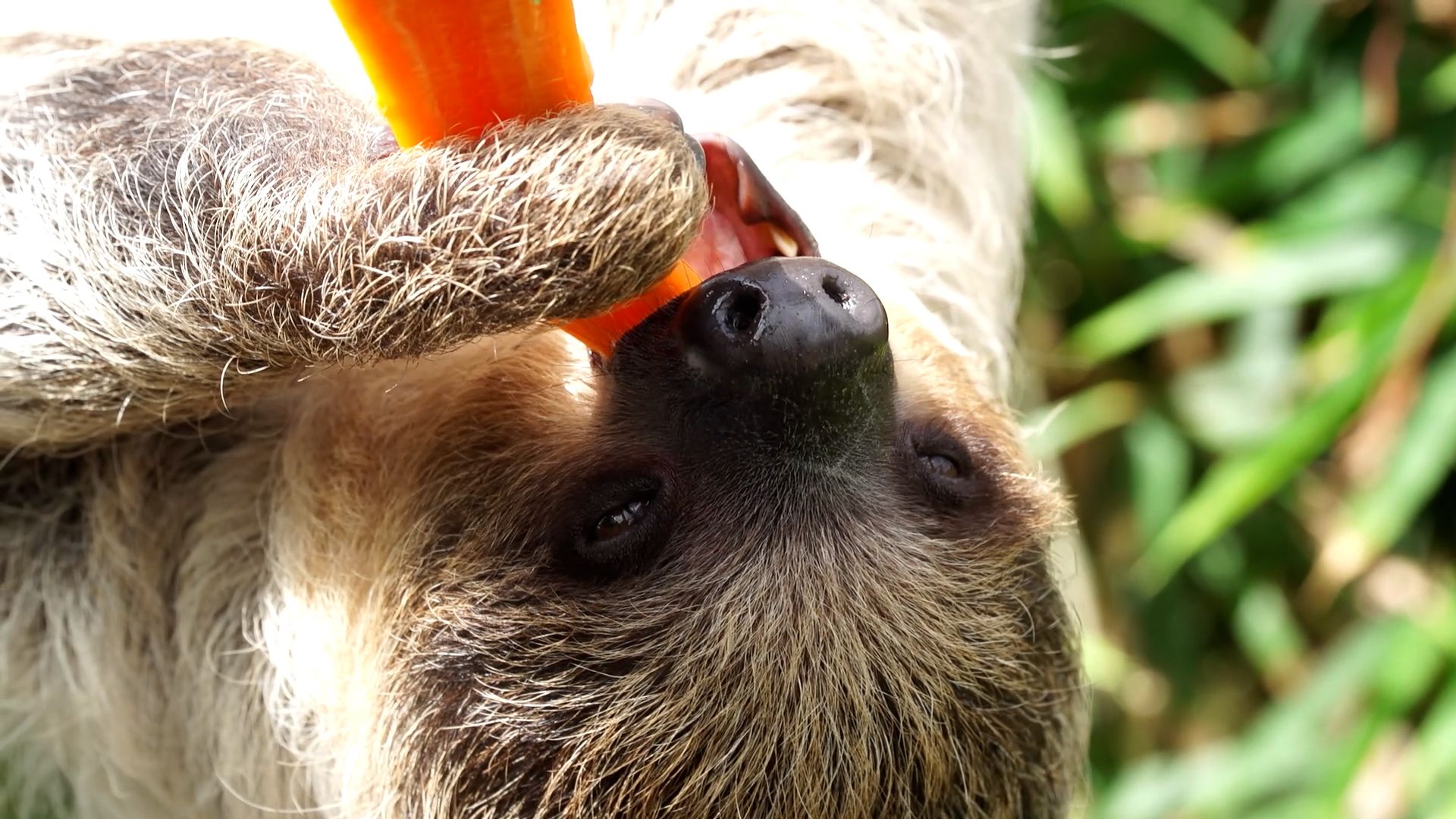 Loro Parque celebra el Día Internacional del Perezoso