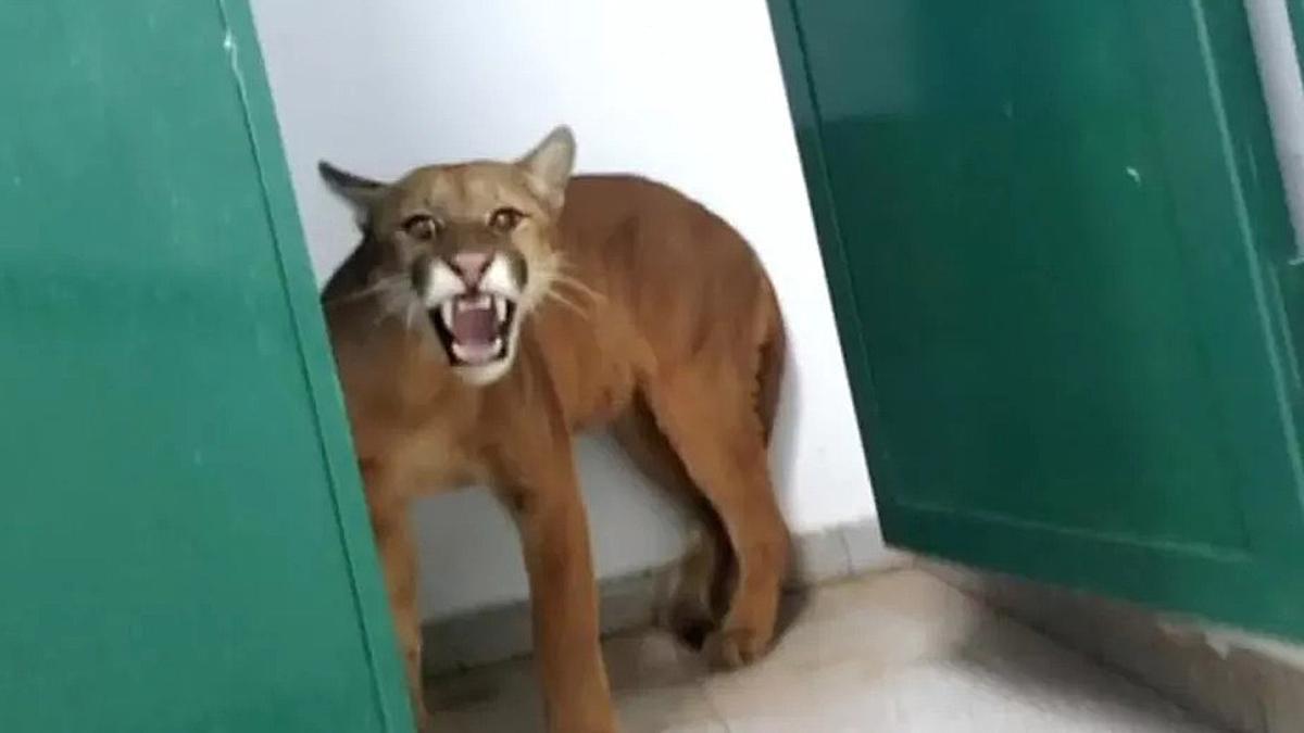 El puma hallado por los bomberos en los baños de un colegio de la localidad brasileña de Nova Lima, el 21 de mayo de 2022