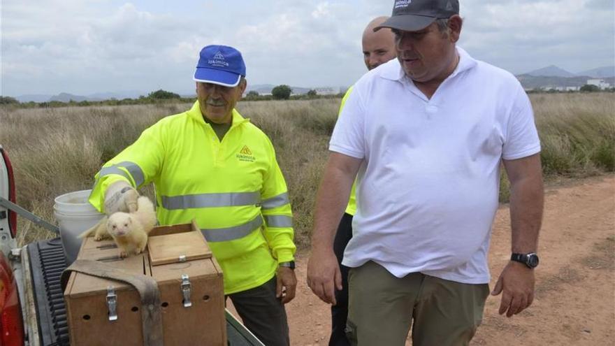 Moncofa introduce 4 hurones adiestrados para combatir la plaga de conejos