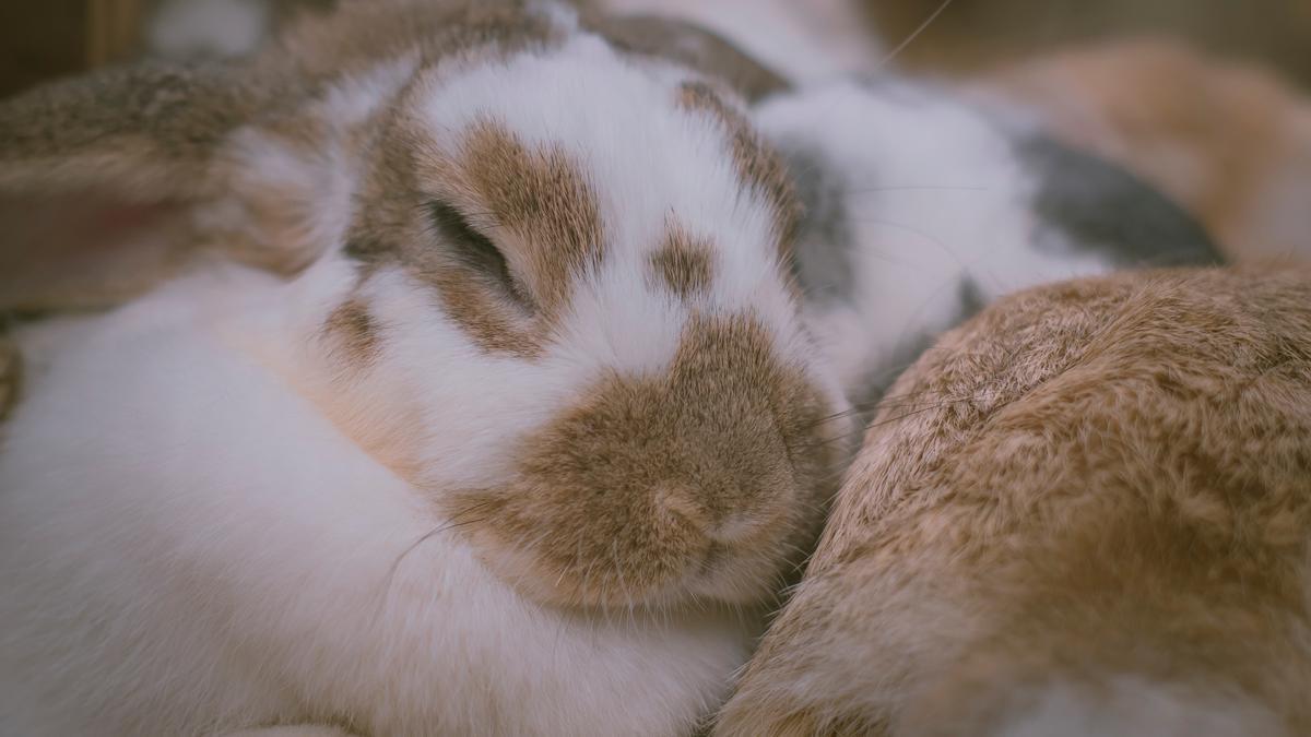 Imagen de archivo de unos conejos durmiendo.