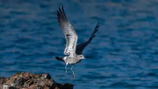 Los primeros vuelos de las gaviotas