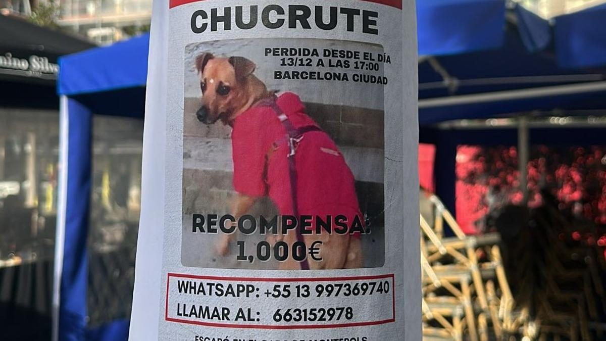 Chucrute, perra perdida en el Parc de Monterols de Barcelona.