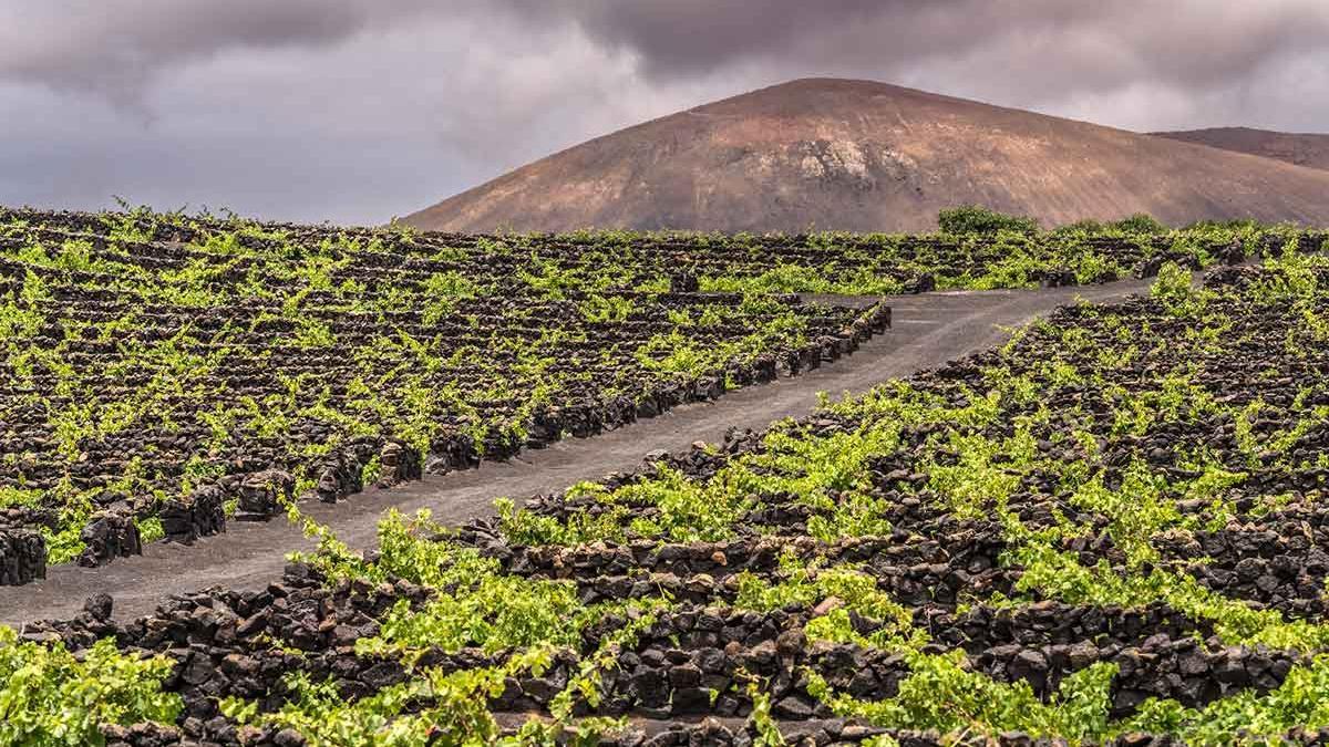 Los viñedos sobre tierra volcánica de El Grifo.