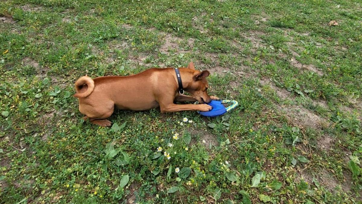 Un perro juega en un parque.