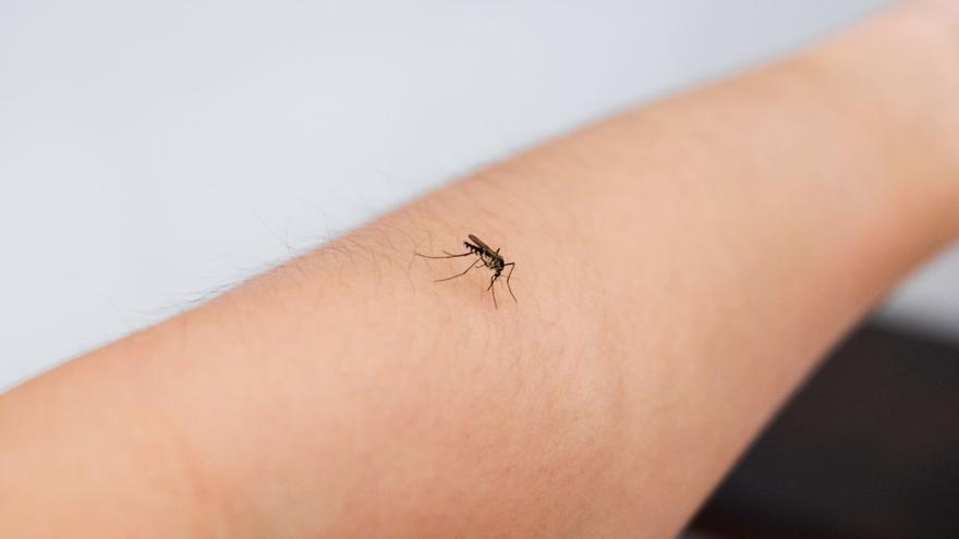 Si usas este jabón los mosquitos te van a acribillar