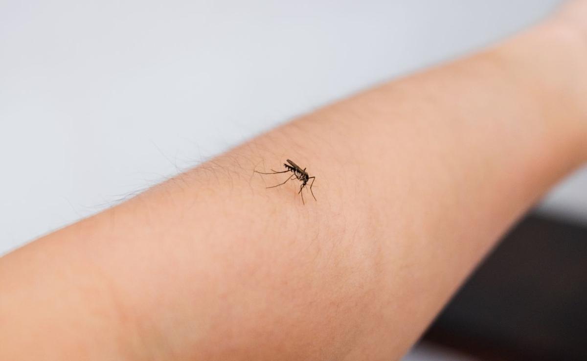 Revelado: los jabones que más atraen a los mosquitos y cómo evitarlos