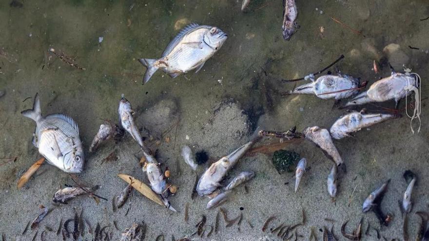 "Unerträglicher Geruch": Hunderte Fische nach den Unwettern auf Mallorca verendet