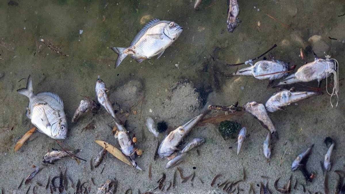 Fischsterben im Riuet de s'Illot.