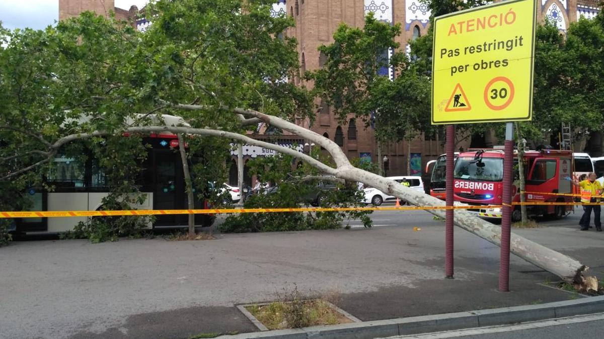 Un árbol cae sobre un autobús en Barcelona