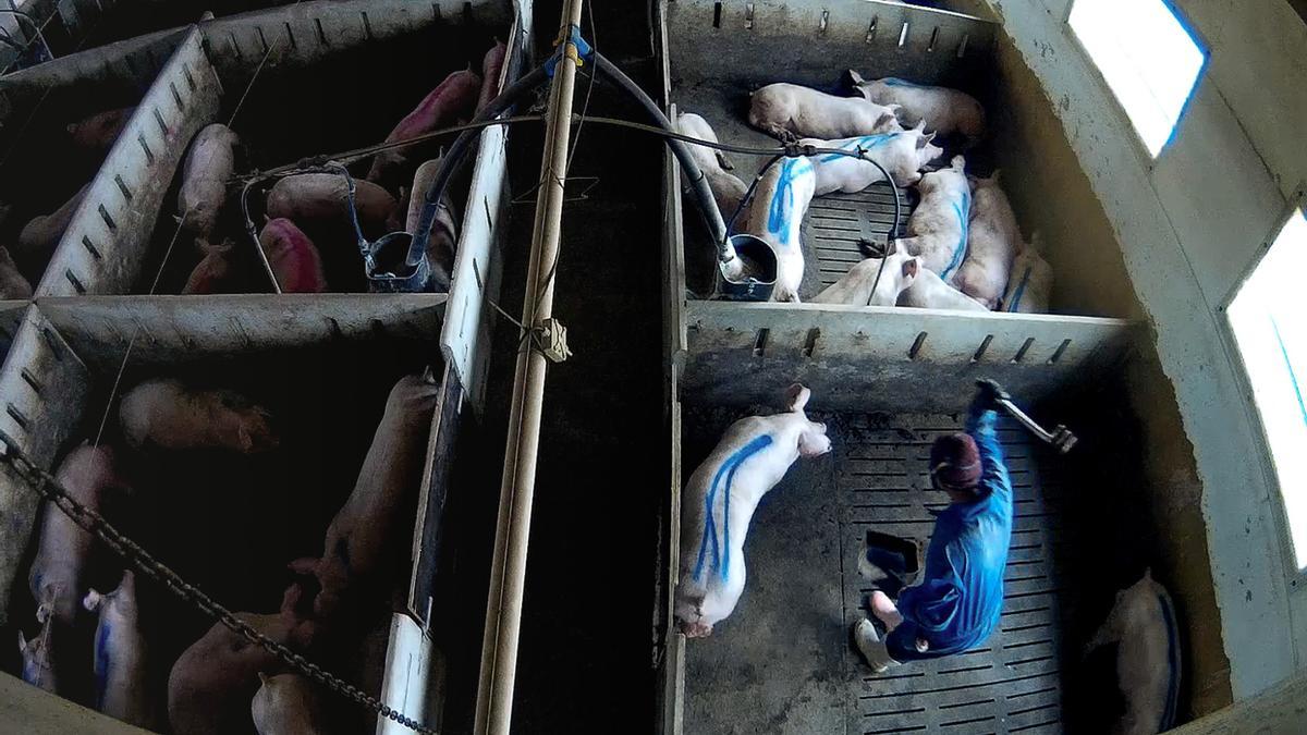 La 'granja del terror' en Burgos con cerdos maltratados contaba con certificados de bienestar y salud animal