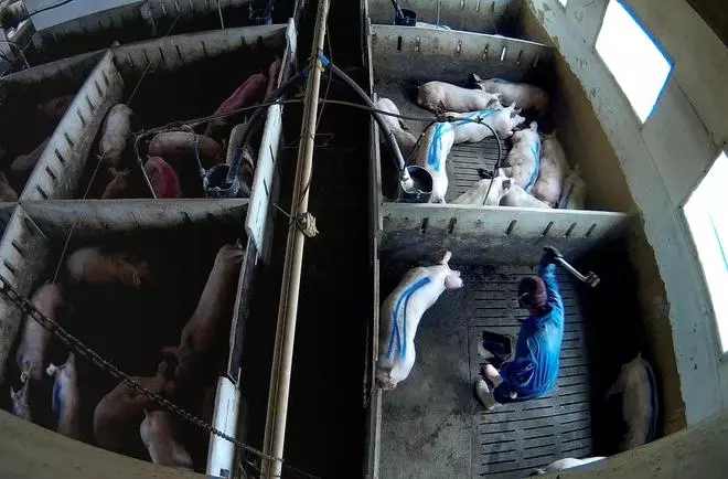 La 'granja del terror' en Burgos con cerdos maltratados contaba con certificados de bienestar y salud animal