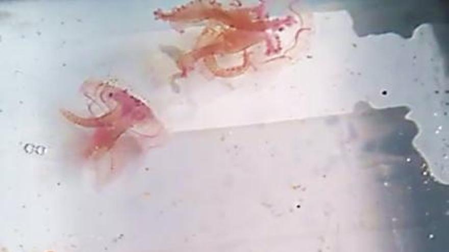 Los bancos de medusas amenazan las larvas de peces y el zooplancton