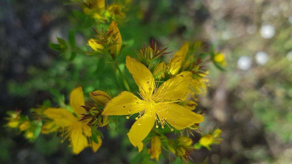 La hierba de San Juan da unas vistosas flores amarillas