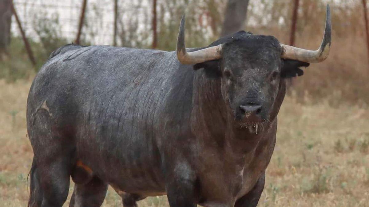 El toro ‘Pañoleto’ impone se mire por donde se mire.